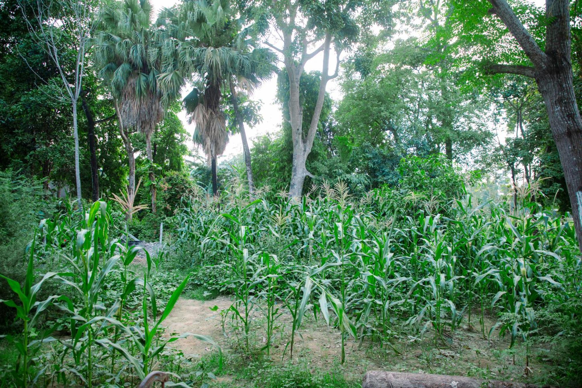 Hotel Shiva'S Dream Sauraha Exterior photo